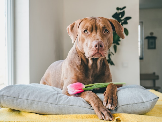 茶色と明るいチューリップの魅力的な子犬