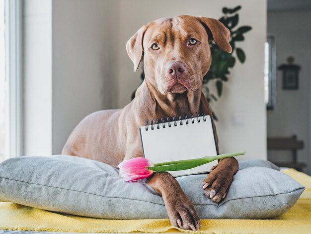 茶色と明るいチューリップの魅力的な子犬。