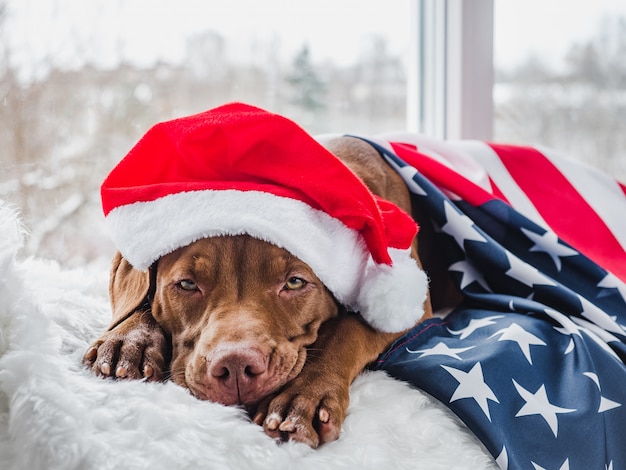 charming puppy and decorations. Close up