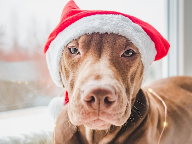 charming puppy and decorations. Close up