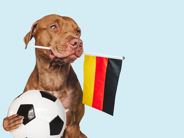 Charming puppy holding national flag of Germany