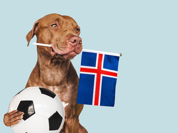 Charming puppy holding national Flag of Iceland