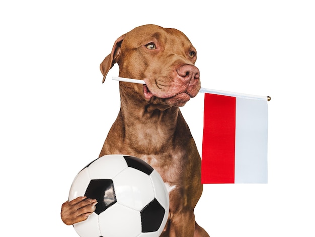 ポーランドの国旗を保持している魅力的な子犬
