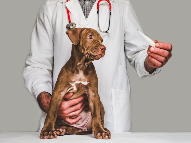 Affascinante cucciolo e veterinario medico. avvicinamento