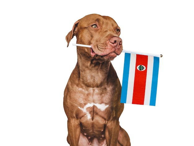 Charming puppy with the flag of Costa Rica