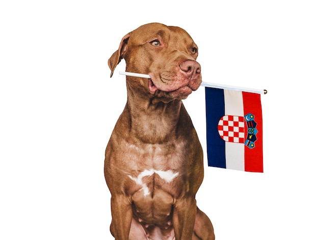 Charming puppy with the national flag of Croatia