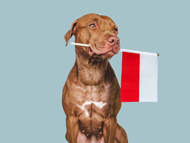 Foto cucciolo affascinante con la bandiera nazionale della polonia