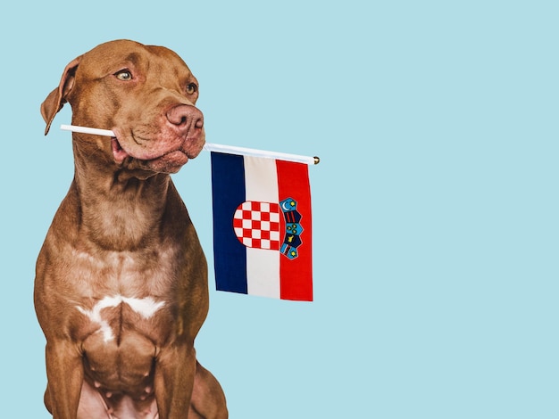 写真 クロアチアの国旗を持つ魅力的な子犬