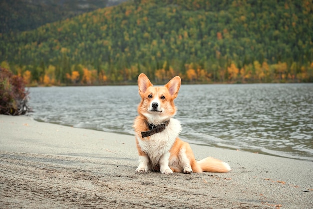 Charming red corgi dog on the lake at the foot of the autumn mountains in north