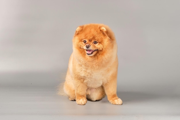 A charming redhaired pomeranian sits in front of a gray background