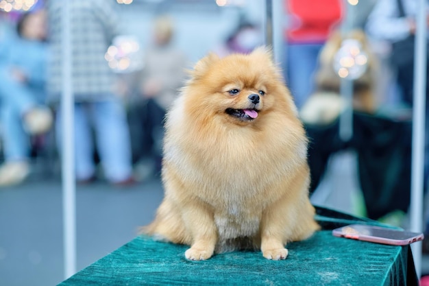 Charming redhaired pomeranian sitting on a table for dogs