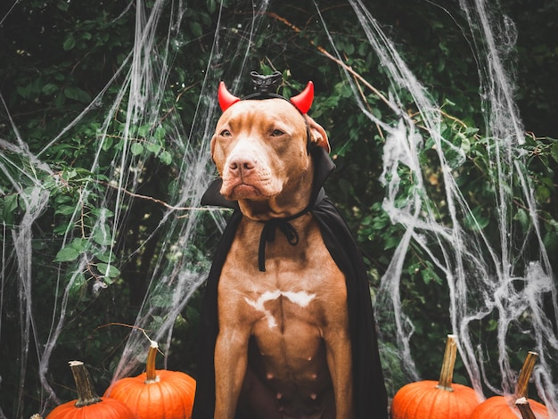 Charming sweet brown dog and Count Dracula costume