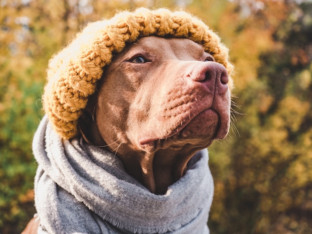 Charming, sweet puppy of chocolate color as concept of obedience training