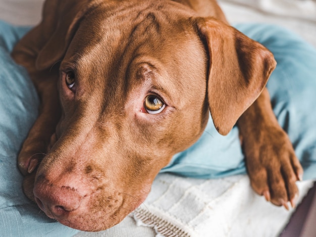 Charming, sweet puppy of chocolate color