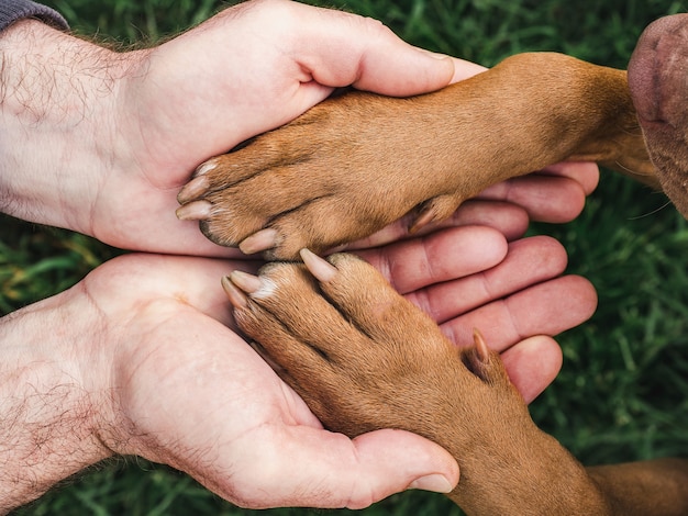 写真 チョコレート色の魅力的で甘い子犬。クローズアップ、屋内。明け。ケア、教育、服従訓練、ペットの飼育の概念