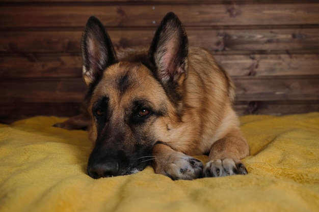 A charming thoroughbred domestic dog is resting in the room Black and red German Shepherd is lying on bed on a yellow blanket against wooden wall