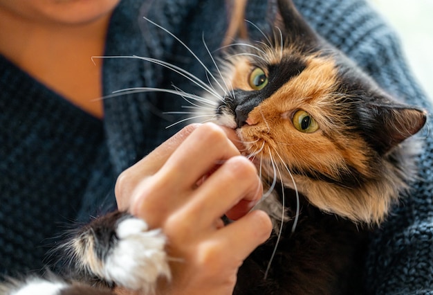 Charming three-color orange-black-and-white young cat playing with hand of her mistress. Favorite pets. Selective focus on cat muzzle.