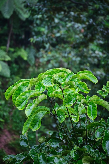 Фото Увлекательные листья деревьев, отражающие суть дождя