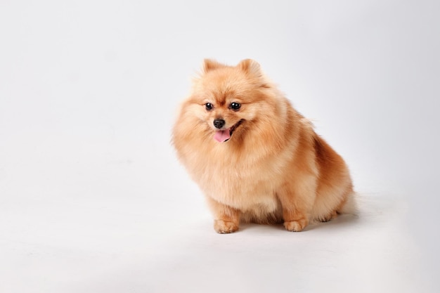 A charming wellgroomed pomeranian sits on a gray background