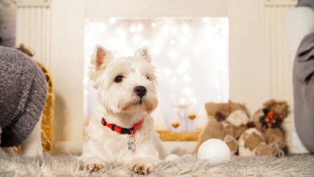 クリスマスのインテリアで魅力的な白い犬