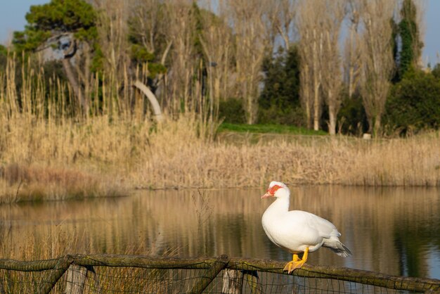 Photo charming white duck with a red beak sitting on a hedge by a pond trees in the background
