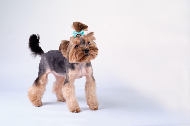 Charming Yorkshire terrier on a light background Studio photo