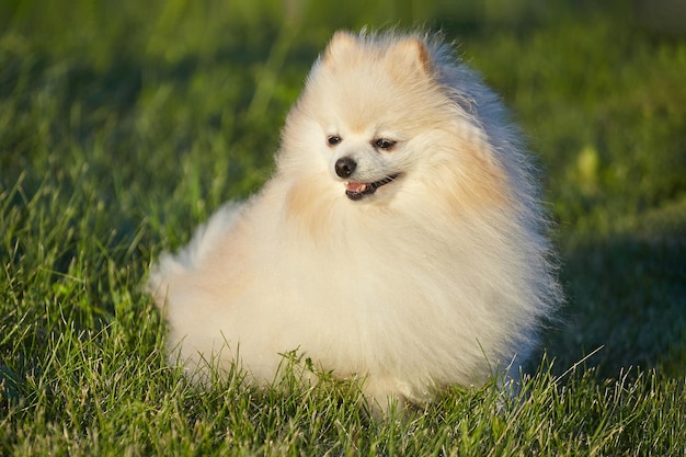 Фото Очаровательная молодая собака шпиц белого цвета в солнечную погоду на зеленой траве