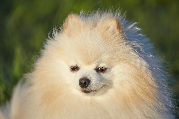 緑の芝生の上で晴れた日に白い色の魅力的な若い犬スピッツ