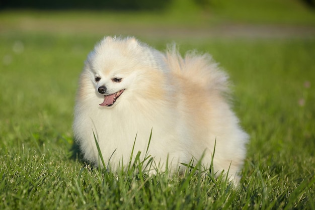 緑の芝生の上で晴れた日に白い色の魅力的な若い犬スピッツ