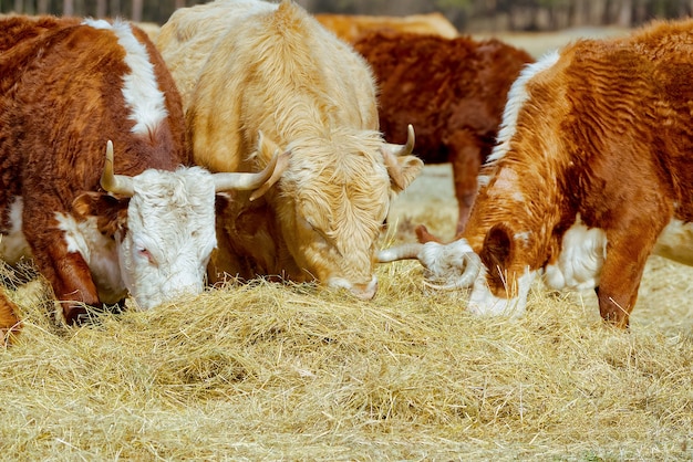 秋の野原で食べるシャロレーとシャンドラー ヘレフォード牛 茶色と白のペンキの牛 白い頭のかわいいオレンジ色の牛