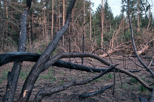 Charred dead pine trees forest after fire