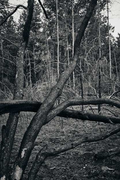 Charred dead pine trees forest after fire