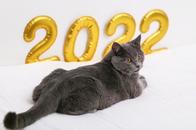 Chartreuse cat on the background of gold foil inflated numbers  new year christmas