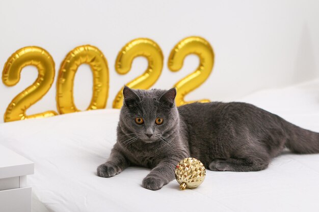 Foto gatto chartreuse sullo sfondo di numeri gonfiati in lamina d'oro capodanno natale