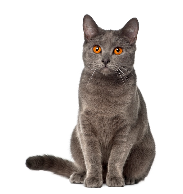 Chartreux, 9 months old, sitting