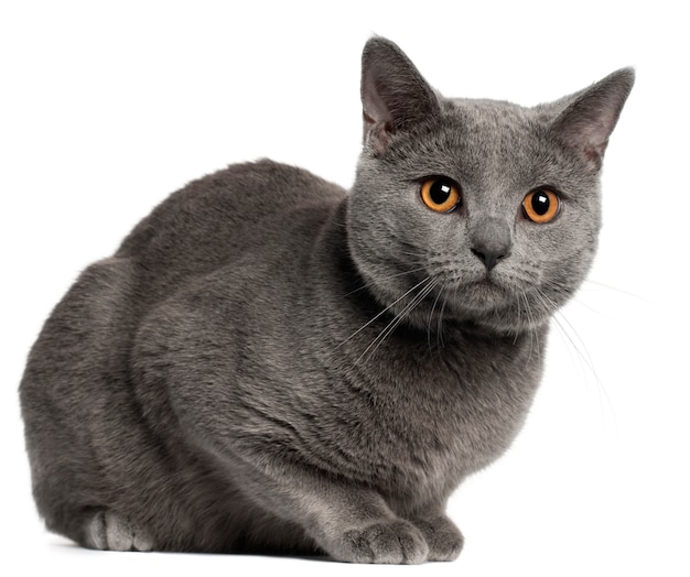 Chartreux 고양이, 10 개월