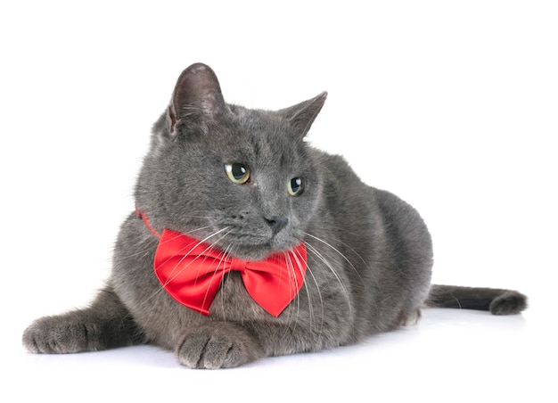 Chartreux cat in studio