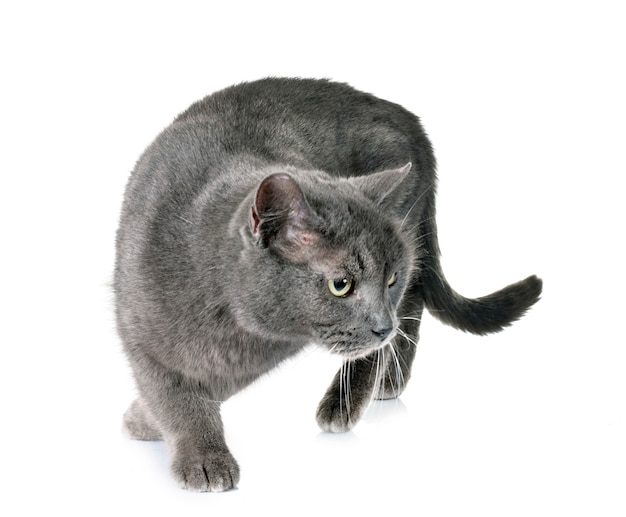 Chartreux cat in studio