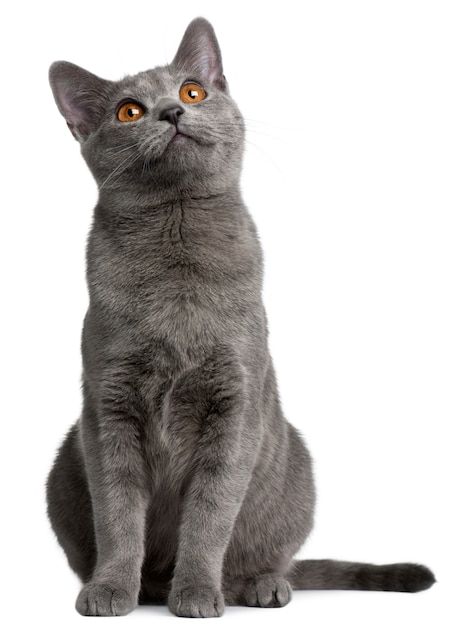 Chartreux kitten, 5 months old, 