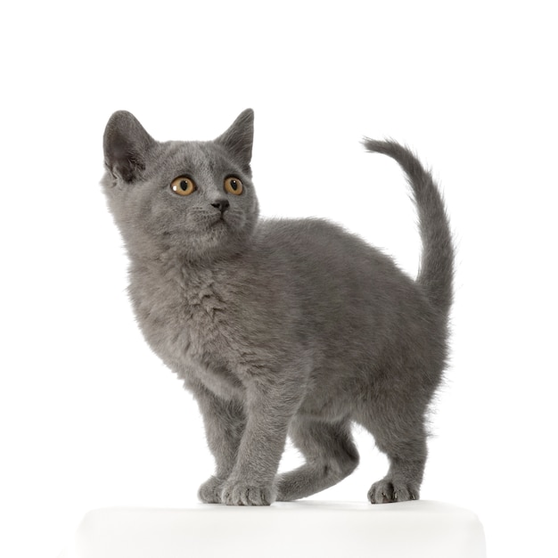 Chartreux Kitten cat portrait isolated