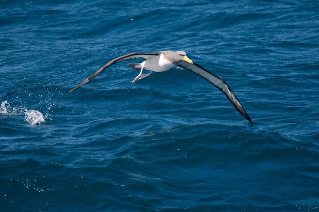 写真 チャタム島のアルバトロス (thalassery eremita)