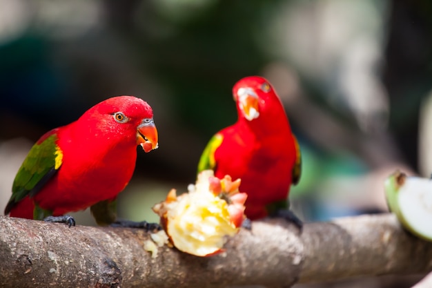 Chattering Lory, Kleurrijke vogel