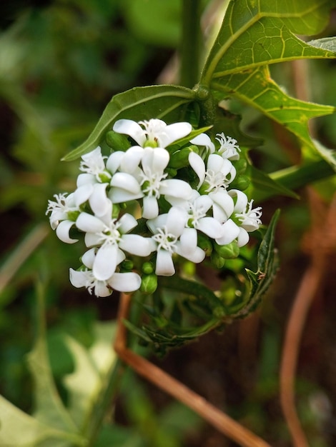 Foto chaya bloem met een natuurlijke achtergrond