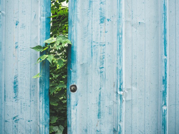 Cheap blue zinc fence with some plants growing behind.