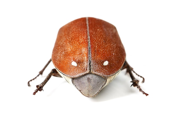 Check out the beautiful red excoskeleton Macro shot of a red and brown beetle isolated on white