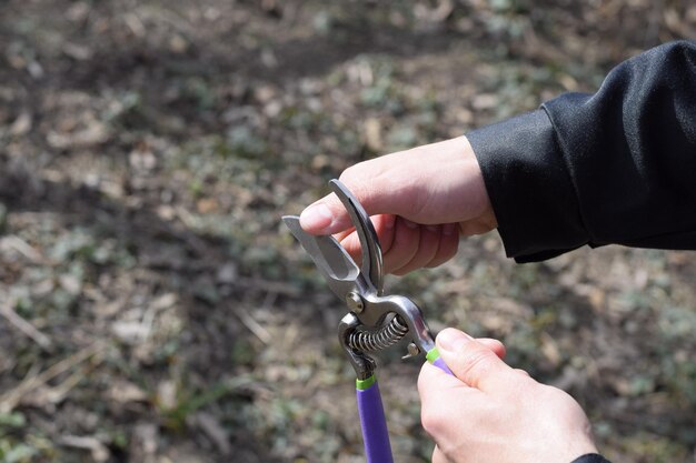 Check the pruning blade for sharpness Trimming tree with a cutter Spring pruning of fruit trees