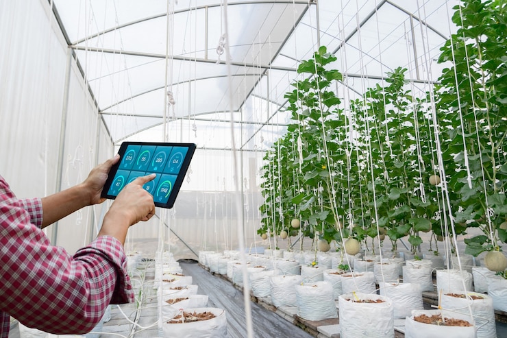 Photo 有機野菜を使って農場の植物の成長の質をチェックし、農場から苗床の環境に植えます