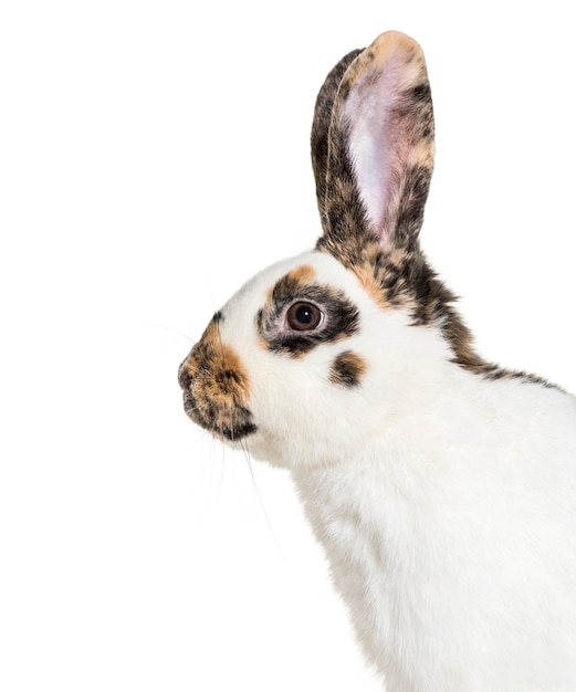 Checkered Giant rabbit against white background