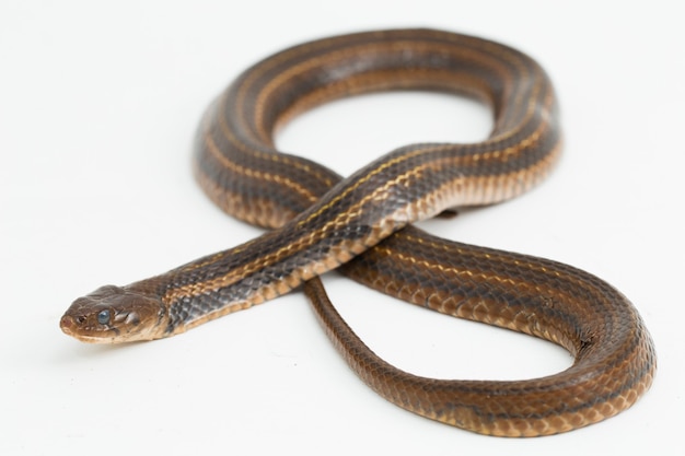 The checkered keelback Fowlea piscator Asiatic water snake Isolated on white background