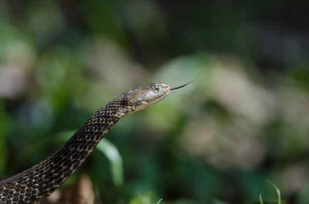 Checkered Keelback snake in forest